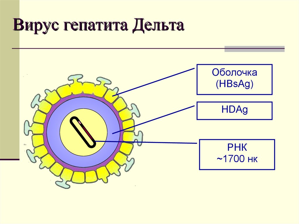 Гепатит f. Строение вируса гепатита Дельта. Вирус гепатита d строение. Схема строения вируса гепатита д. Строение вируса гепатита в.