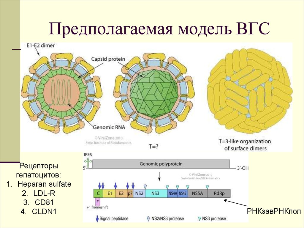 Вирус гепатита в схема