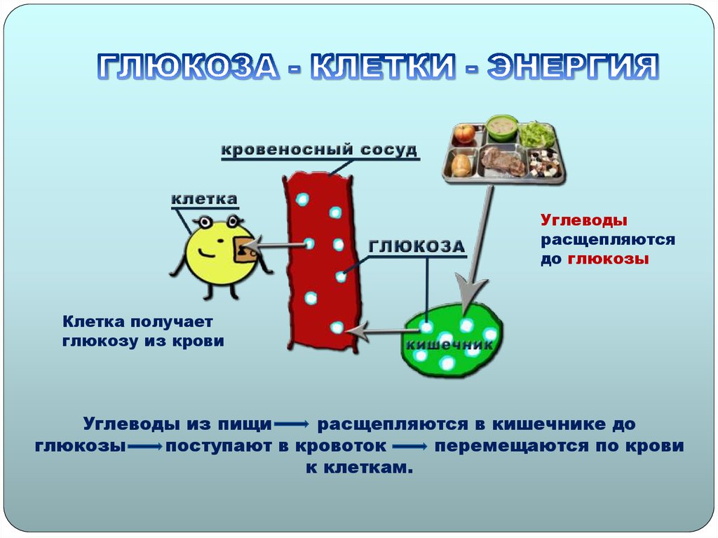 ГЛЮКОЗА - КЛЕТКИ - ЭНЕРГИЯ