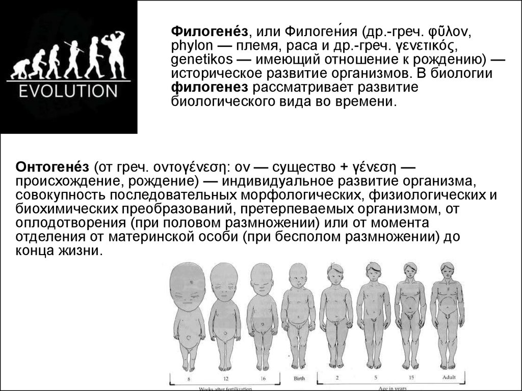 Социально Биологические Основы Физической Культуры Реферат