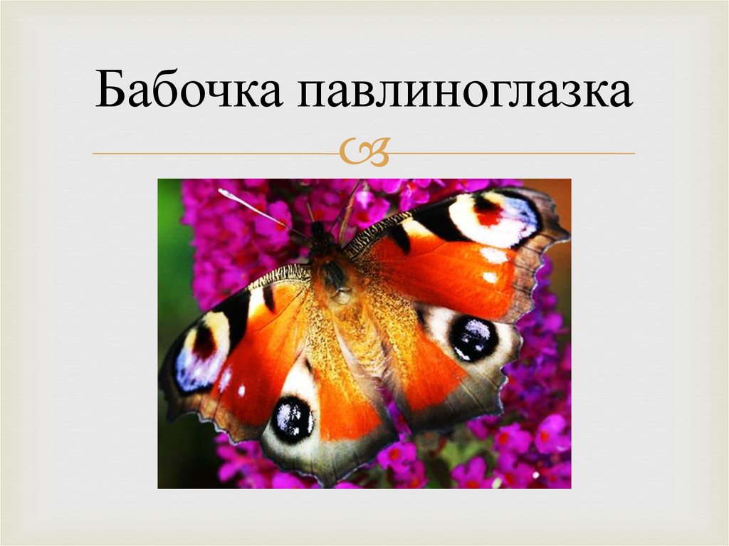 Бабочка павлиноглазка