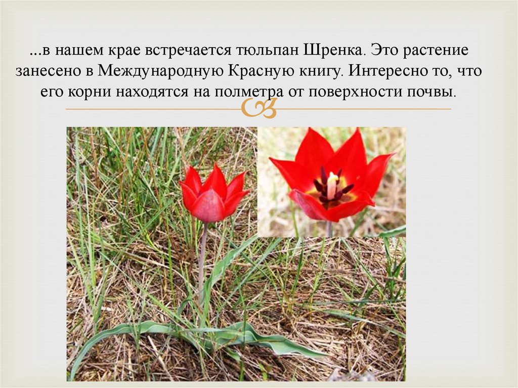 Животные и растения красной книги россии фото и описание