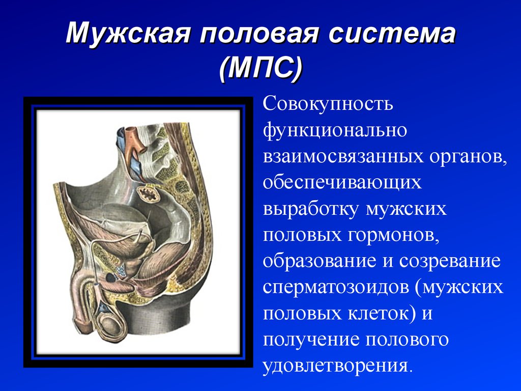 Мужская половая система презентация