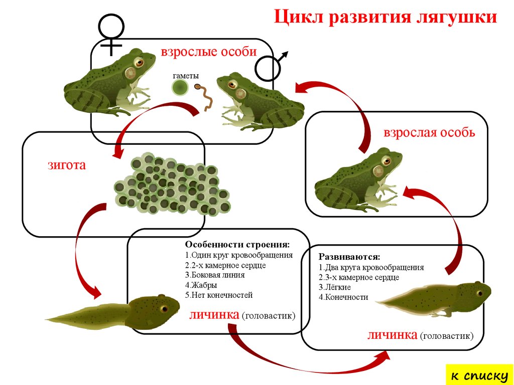 Какие особенности строения головастиков. Стадия развития прудовой лягушки. Цикл развития Озерной лягушки. Годовой жизненный цикл и размножение земноводных. Звенья цикла развития лягушки.