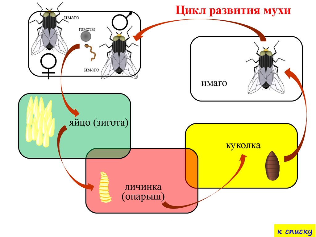 Домашняя муха развитие. Схема жизненного цикла развития мухи. Цикл развития домашней мухи. Цикл развития комнатной мухи. Комнатная Муха жизненный цикл.