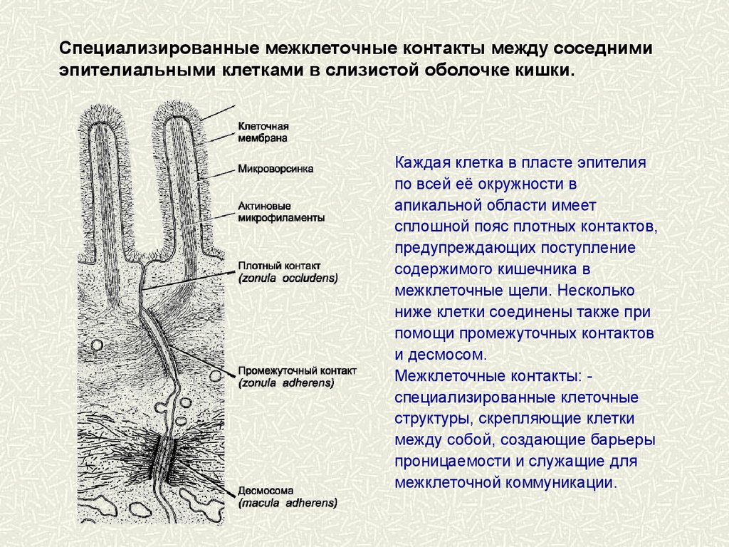 Схемы строения межклеточных контактов разных типов. Типы соединений между клетками. Типы межклеточных соединений. Типы межклеточных контактов схемы. Микроворсинки эпителиальных клеток кишечника.