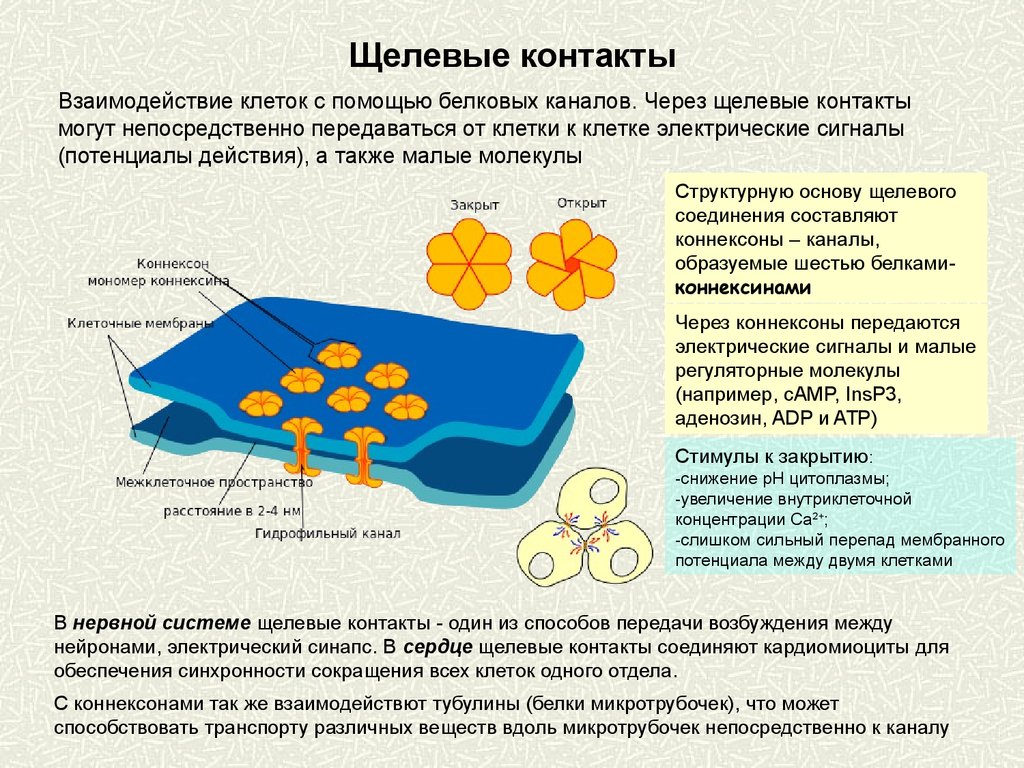 Соединяет клетки. Щелевые соединения нексусы. Щелевые межклеточные контакты. Щелевой контакт гистология. Щелевые контакты клеток.