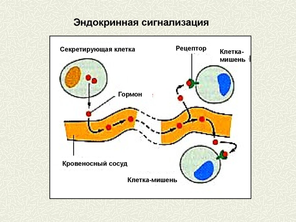 Регуляция клетки. Клетки мишени гормонов. Клетки-мишени и клеточные рецепторы гормонов.. Регуляция процессов в клетке. Регуляция процессов жизнедеятельности в клетке.