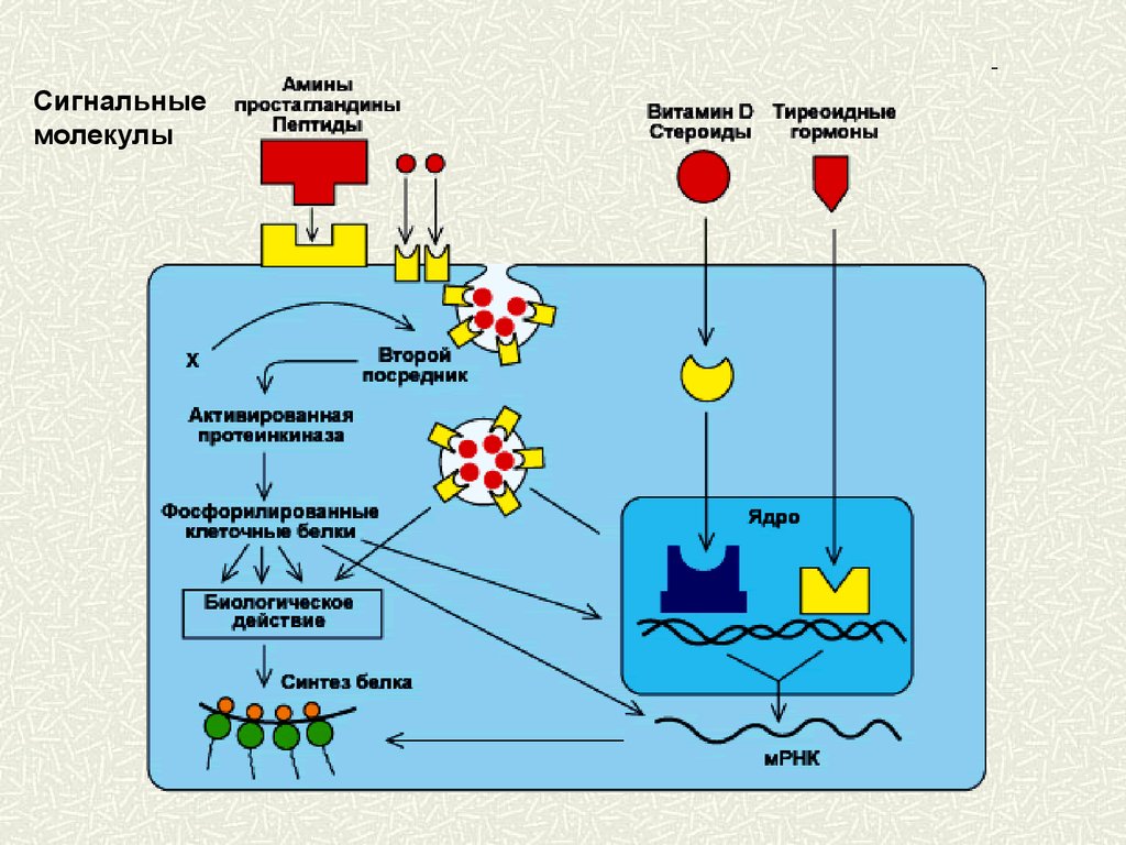 Гормон клетка. Мембранный механизм действия гормонов схема. Мембранный механизм действия сигнальных молекул. Мембрана механизм действия гормона. Мембранно внутриклеточный механизм действия.