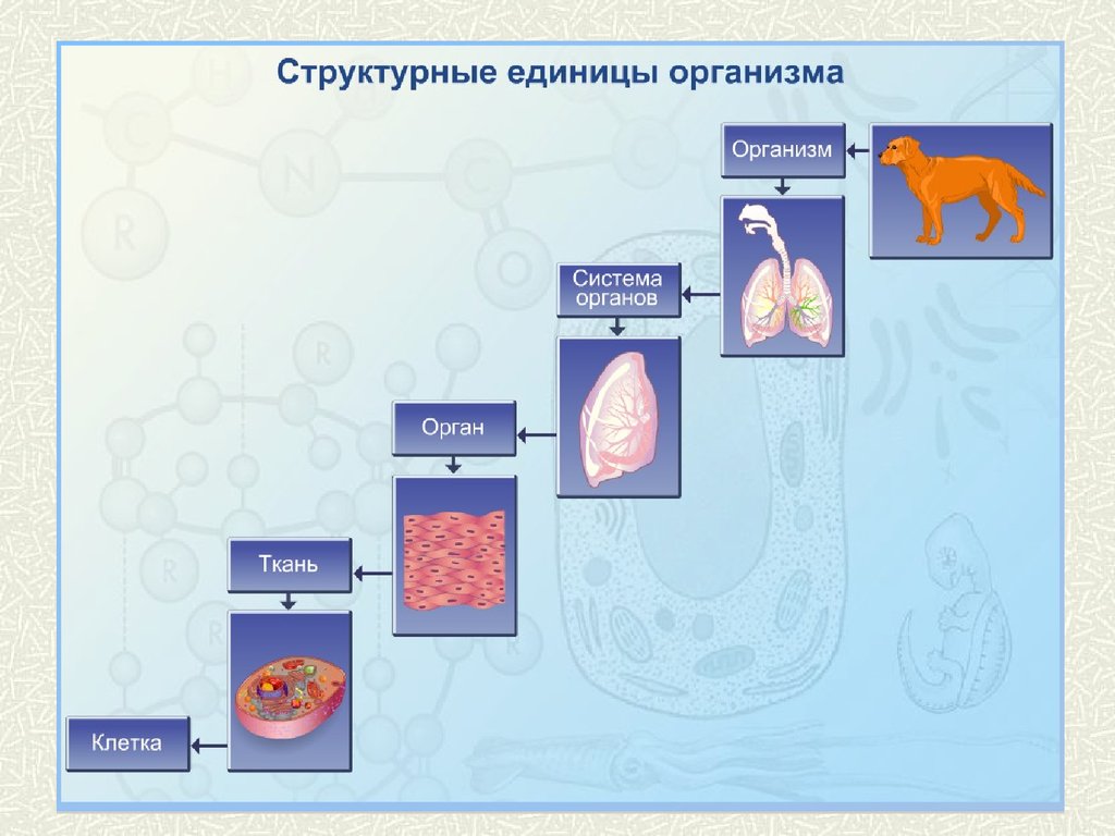 Наименьшая структурная единица. Структурные единицы организма человека. Структурные единицы органов человека. Клетка ткань орган организм. Клетка структурная единица организма.