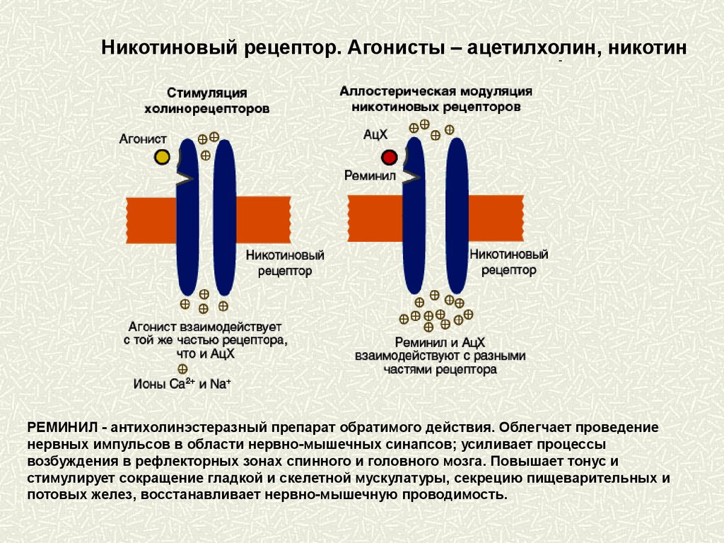 Нервная проводимость. Механизм действия никотина на n-холинорецепторы. Строение никотинового ацетилхолинового рецептора. Механизм действия никотина схема. Никотиновые холинорецепторы строение.