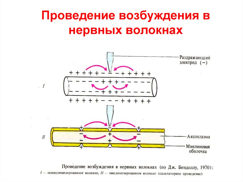 Механизм проведения. Механизмы проведения возбуждения в нервных волокнах. Механизм проведения импульса по миелиновым и безмиелиновым волокнам. Проведение импульса по миелиновым волокнам. Проведение возбуждения в немиелинизированных волокнах происходит ....