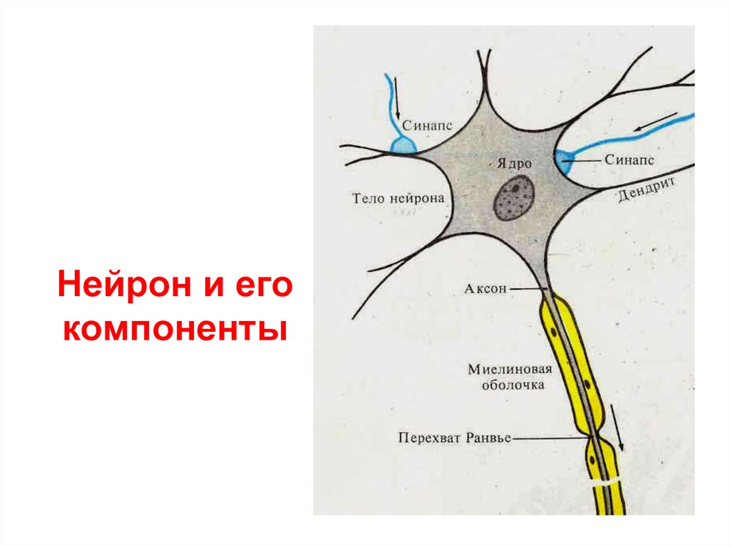 Схематическое изображение структурно функциональной единицы нервной системы нейрона