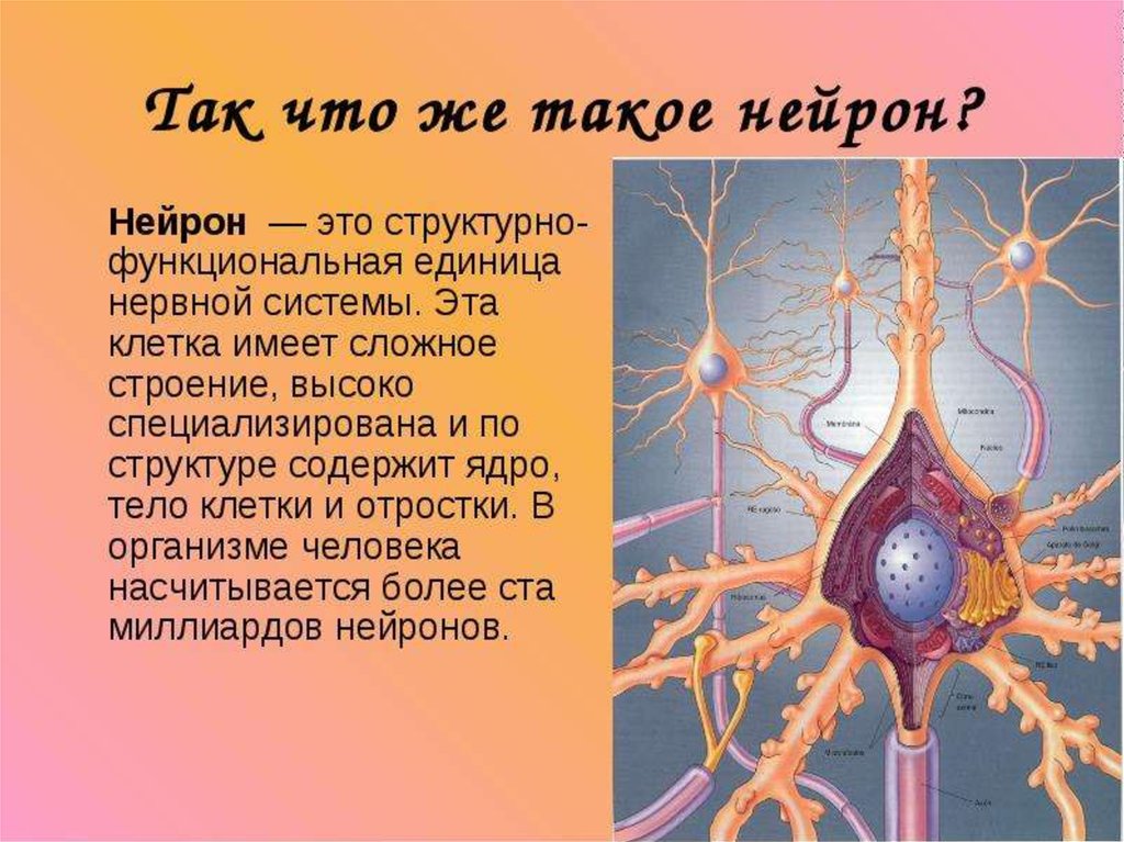 Основа нервной клетки. Нейроны головного мозга строение. Строение нейрона человека. Строение нейрона анатомия. Нервная ткань строение нейрона.