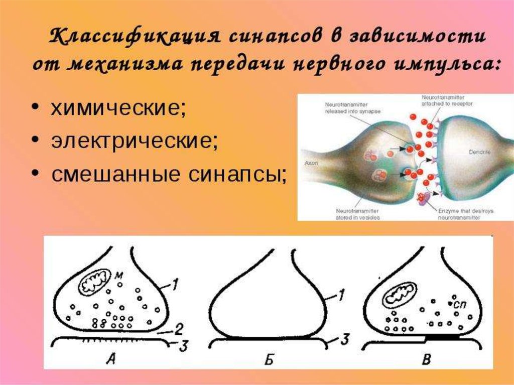 Химические импульсы. Химический посредник передачи импульса в синапсе. Строение синапса и передача нервного импульса. Строение мышечного синапса. Схема нервно мышечного синапса.