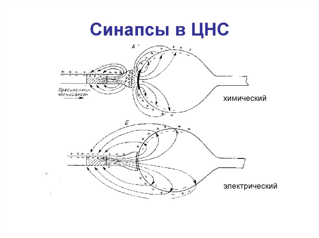 Свойства синапсов. Синапсы ЦНС. Медиаторы синапсов ЦНС. Классификация синапсов в ЦНС физиология. Строение синапса ЦНС.