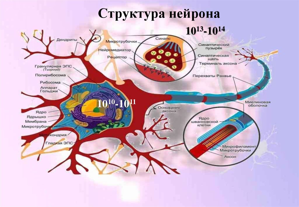 Структура нейрона. Строение клетки нейрона. Строение ядра нейрона. Структурная организация нейрона.