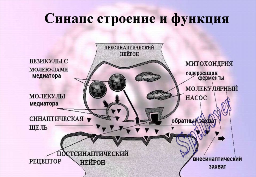 Строение и функционирование. Медиаторы физиология. Строение медиатора. Медиаторы нервной системы. Медиаторы синапсов физиология.