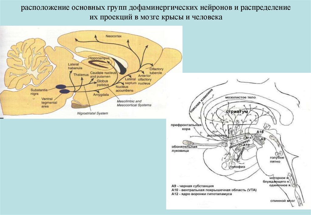 Дофаминергическая система презентация