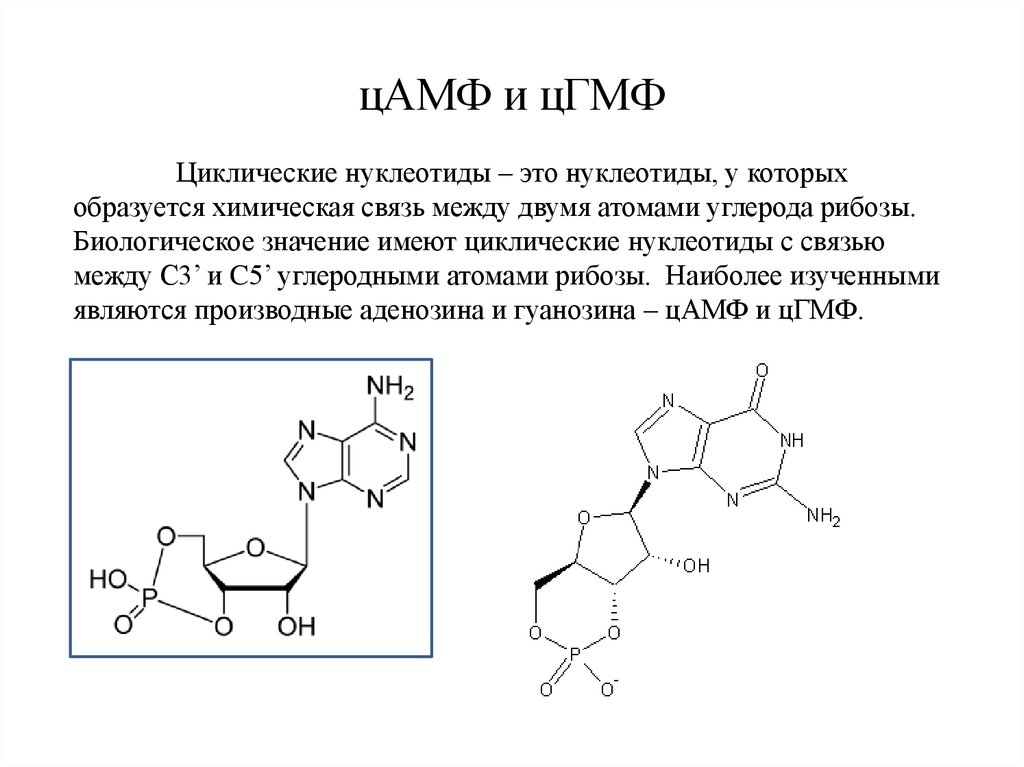 К образованию какой структуры приводит суберинизация. Химическое строение ЦАМФ. Приведите строение ЦАМФ биологическая роль. Циклический аденозин монофосфат. Функция ЦАМФ биохимия.