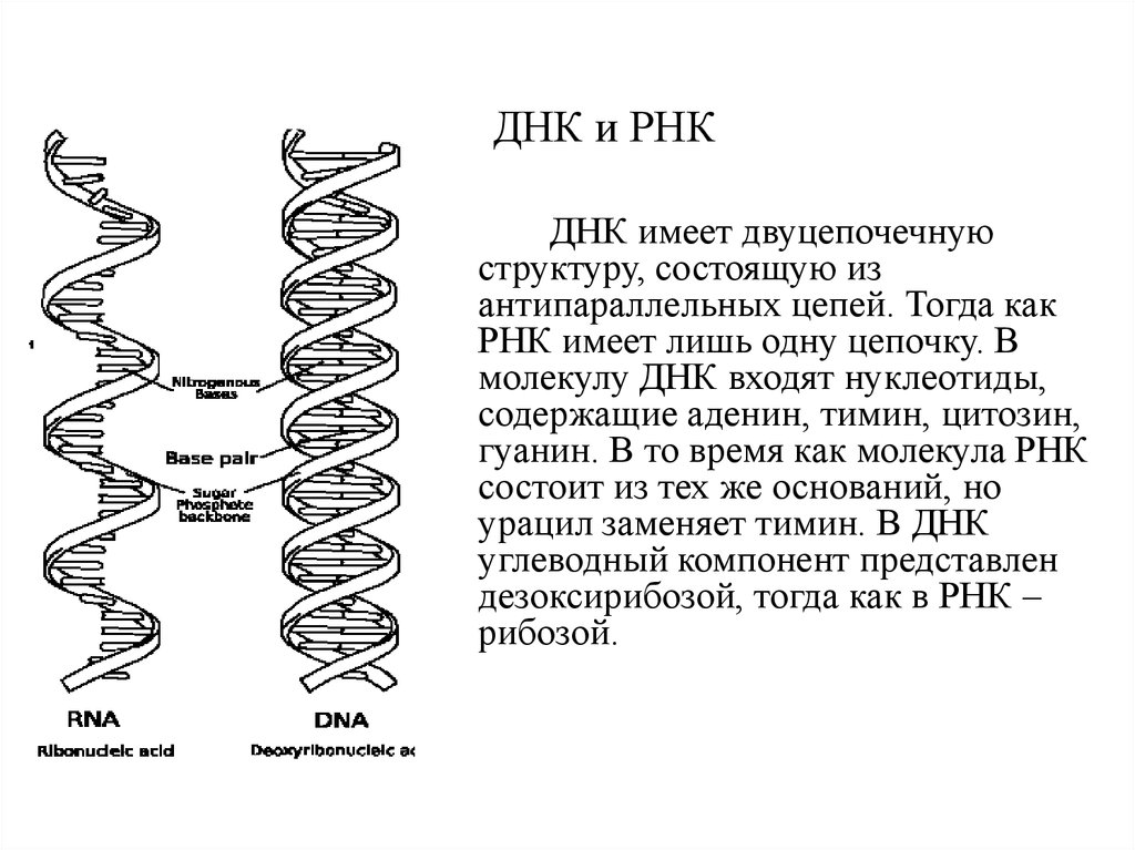 Структуру днк расшифровали. Строение молекулы ДНК И РНК. Как расшифровывается ДНК И РНК. Структура ДНК И РНК. Расшифровка молекулы ДНК.