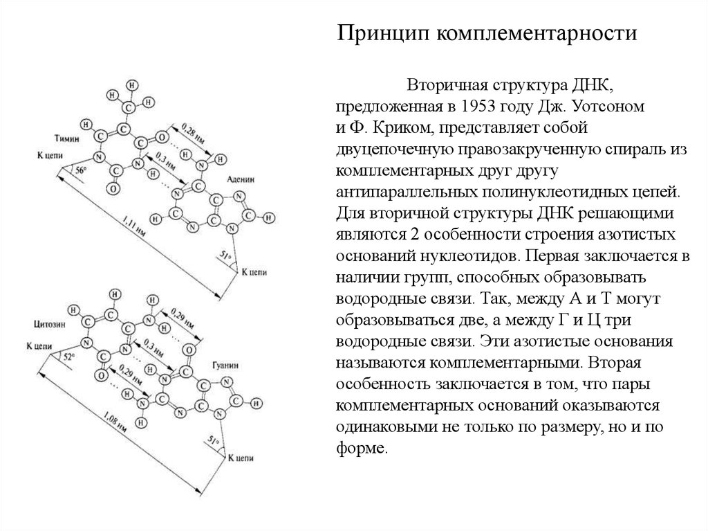 Принципы днк. Принцип комплементарности вторичной структуры ДНК. Строение ДНК принцип комплементарности. Вторичная структура комплементарность ДНК. Вторичная структура ДНК спираль комплементарность.