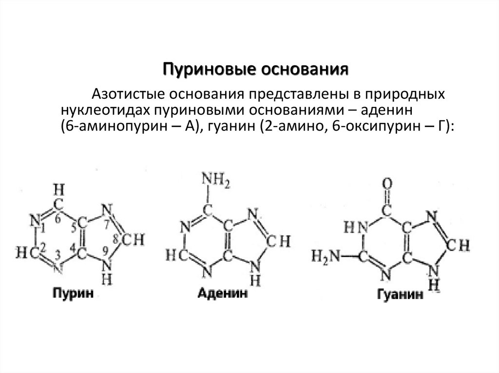Пуриновыми нуклеотидами являются. Структура пуриновых нуклеотидов. Формулы пуриновых азотистых оснований. Пуриновые основания входящие в состав нуклеотидов. Структура пуриновых азотистых оснований.