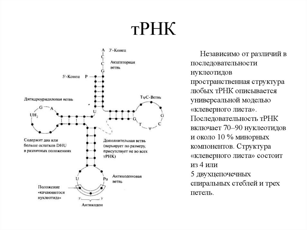 Т рнк состоит из нуклеотидов. Вторичная структура т РНК. Структура и биороль ТРНК. Вторичная структура ТРНК клеверный лист. Строение вторичной структуры ТРНК.