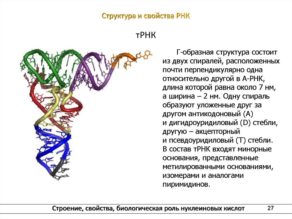 Число т рнк. Структуры белка РНК. Альфа спираль РНК. Характеристика третичной структуры РНК. РНК строение структура.