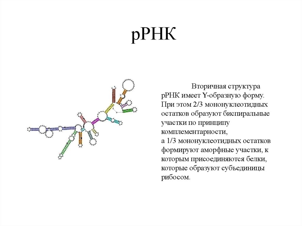 Рнк включает. Структура и функции ТРНК МРНК РРНК биохимия. Структура рибосомальной РНК. Рибосомную РНК структура и функции. Структура рибосомы РРНК.