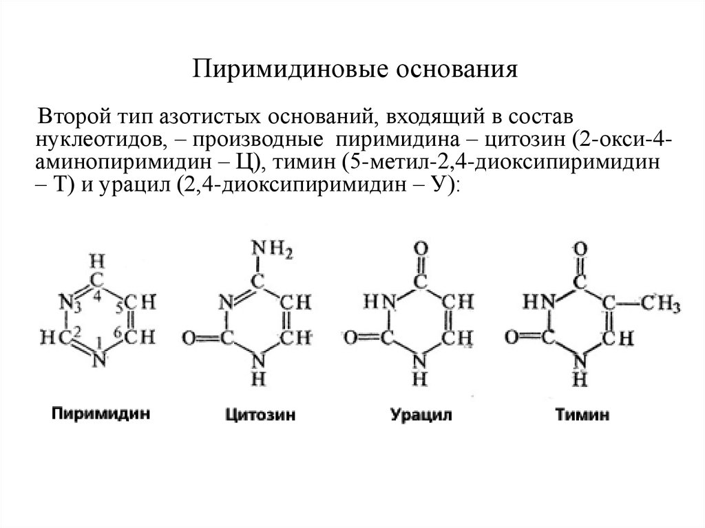 В состав нуклеотида входит азотистое основание. Строение пиримидиновых нуклеотидов. Пиримидиновые нуклеотиды примеры. Пиримидиновые нуклеотиды формулы. Строение пиримидиновых нуклеозидов.