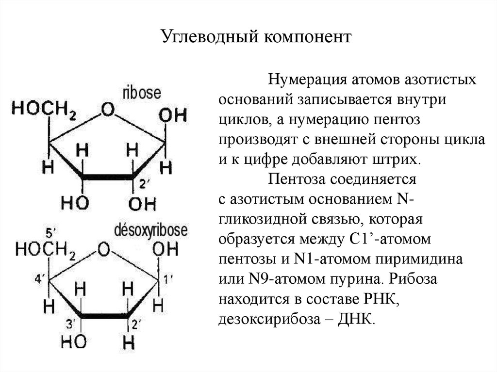 Рибоза в составе нуклеотида. Структура азотистых оснований и углеводного компонента. Аденин пентоза рибоза. Углеводные компоненты нуклеотидов. Нумерация атомов в азотистых основаниях.