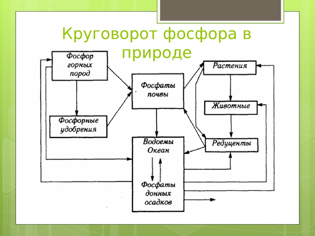 Биохимический цикл фосфора схема 9 класс