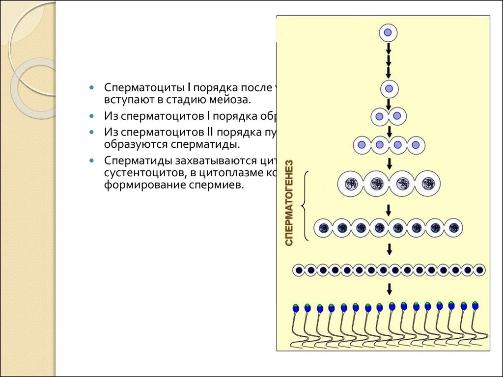 Этапы сперматогенеза 6 этапов. Сперматоцит 1 порядка. Сперматогенез. Сперматоциты второго порядка. Сперматоцит 1 порядка набор хромосом.