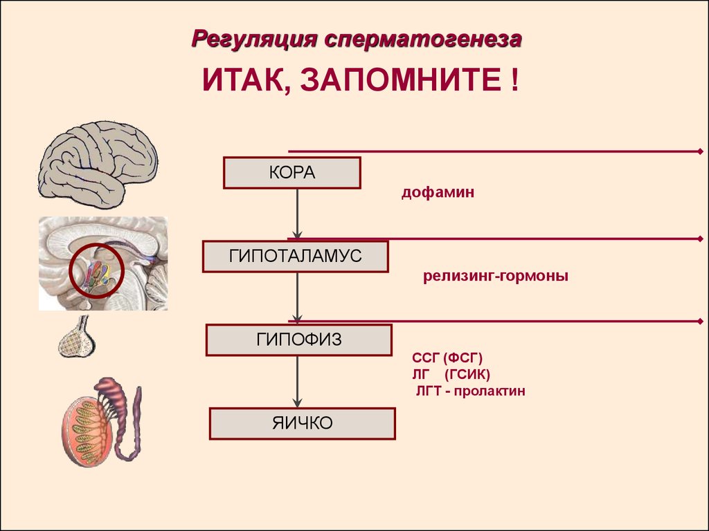 Схема репродуктивной системы