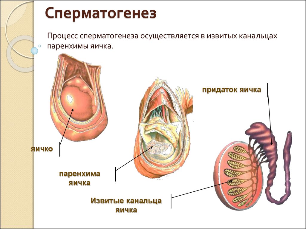 Сперматогенез — Википедия