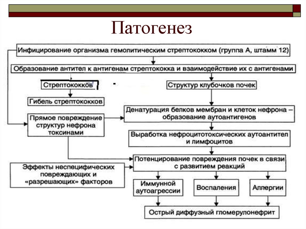 Патогенез это. Патогенеза нефротоксического острого повреждения почек. Патогенез. Скарлатина этиология патогенез. Патогенез гломерулонефрита стрептококк.