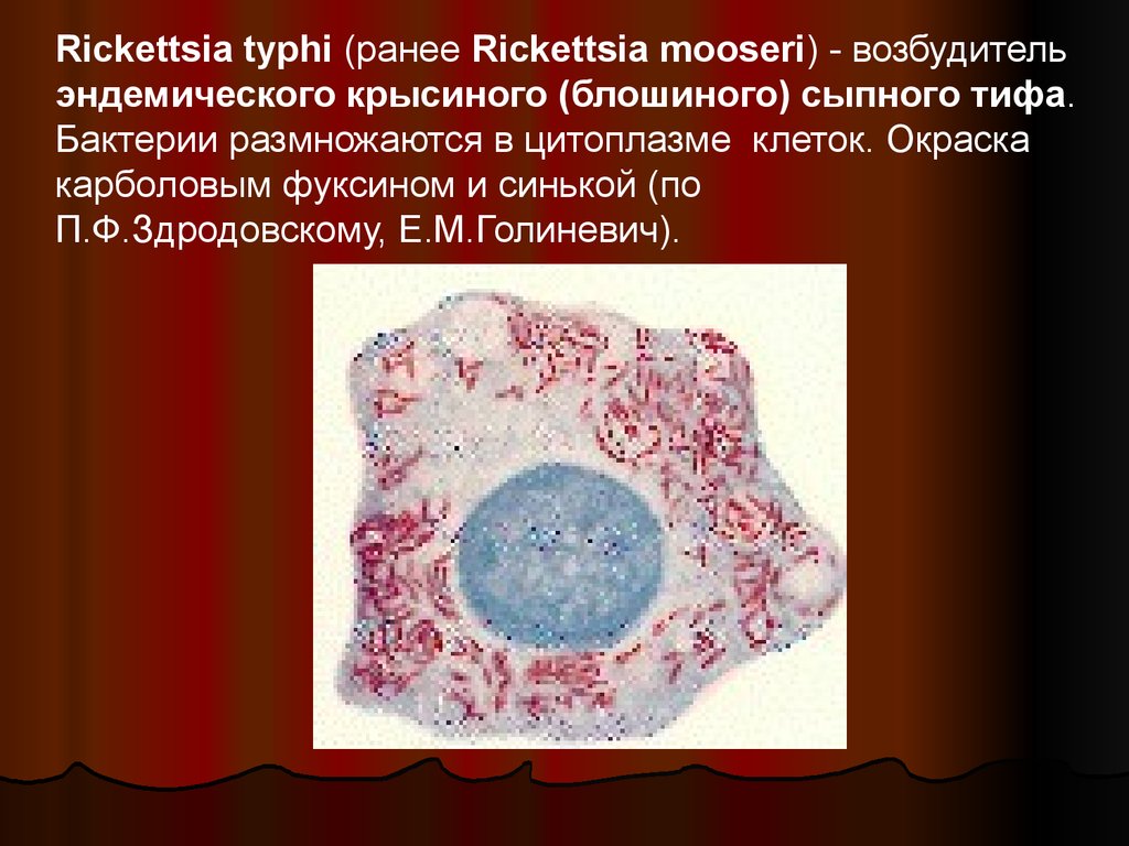 Ку лихорадка микробиология презентация