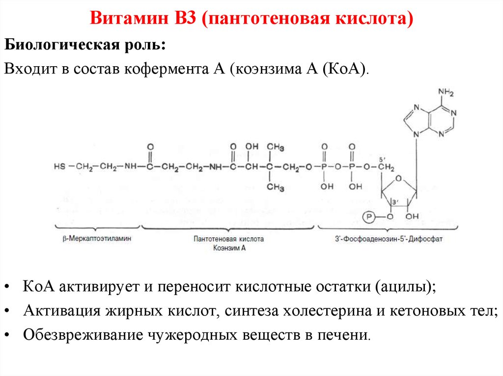 Синтез кофермента. Коэнзим а биохимия структура. Коэнзим а кофермент витамина. Пантотеновая кислота коферментная форма. Строение кофермента КОА.