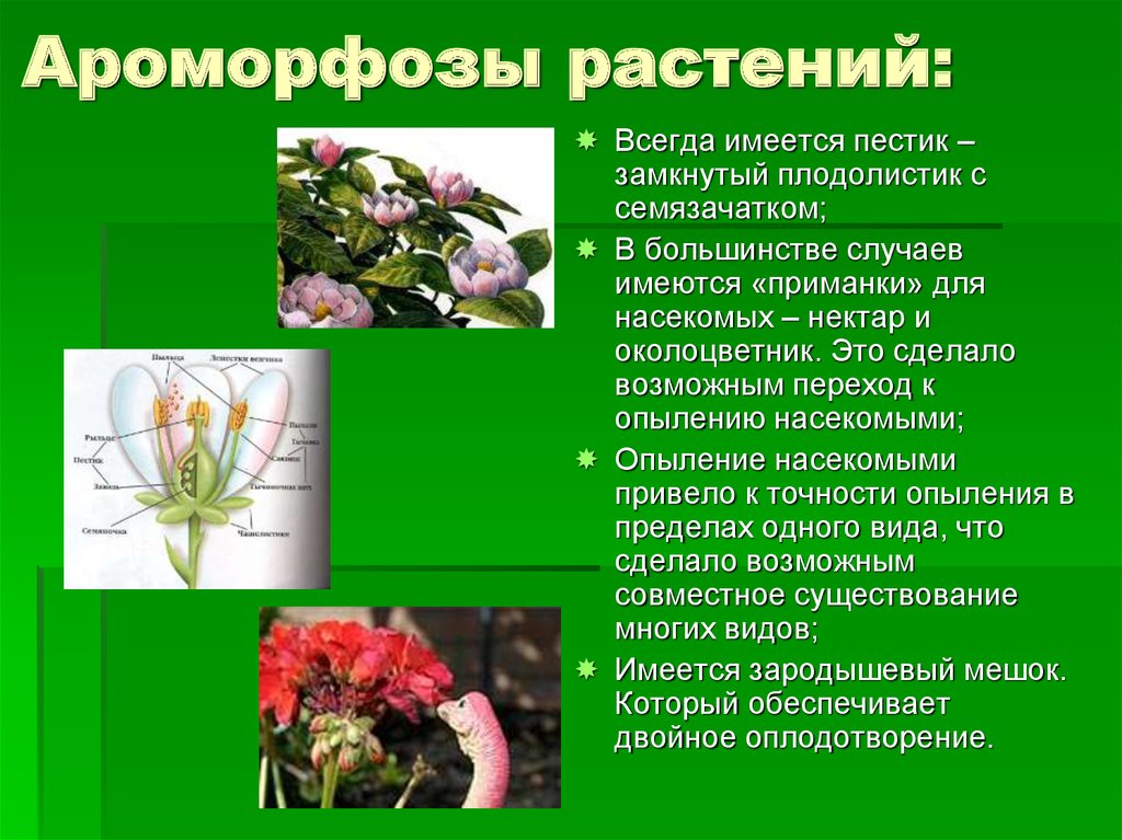 Ароморфозы растений: