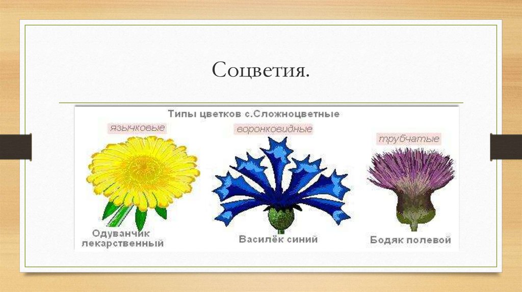 Типы цветков трубчатые язычковые. Семейство Сложноцветные соцветие. Соцветие сложноцветных растений. Сложноцветные Астровые соцветие. Строение цветков сложноцветных.