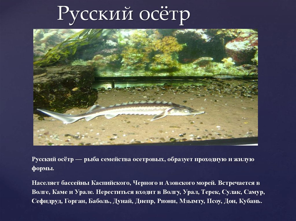 Стерлядь фото и описание. Русский осетр описание. Осетр сообщение. Осетр доклад. Доклад про осетровых.