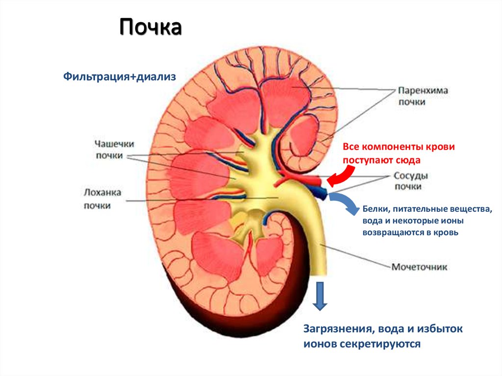 Чашечки почки