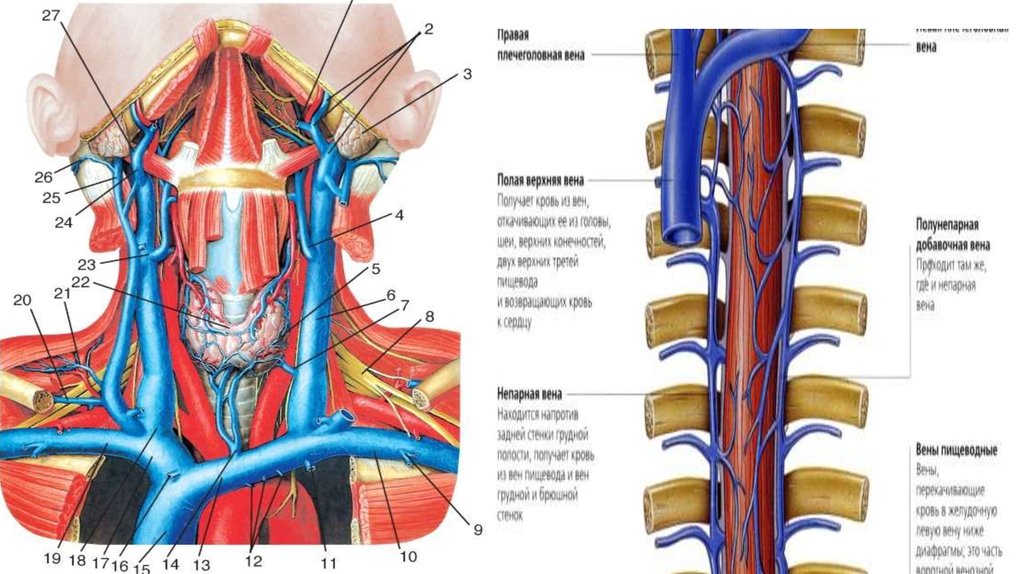 Вена анатомия. Верхняя полая Вена анатомия медунивер. Плечеголовные вены топография. Непарная Вена в средостении. Верхняя полая Вена непарная Вена.