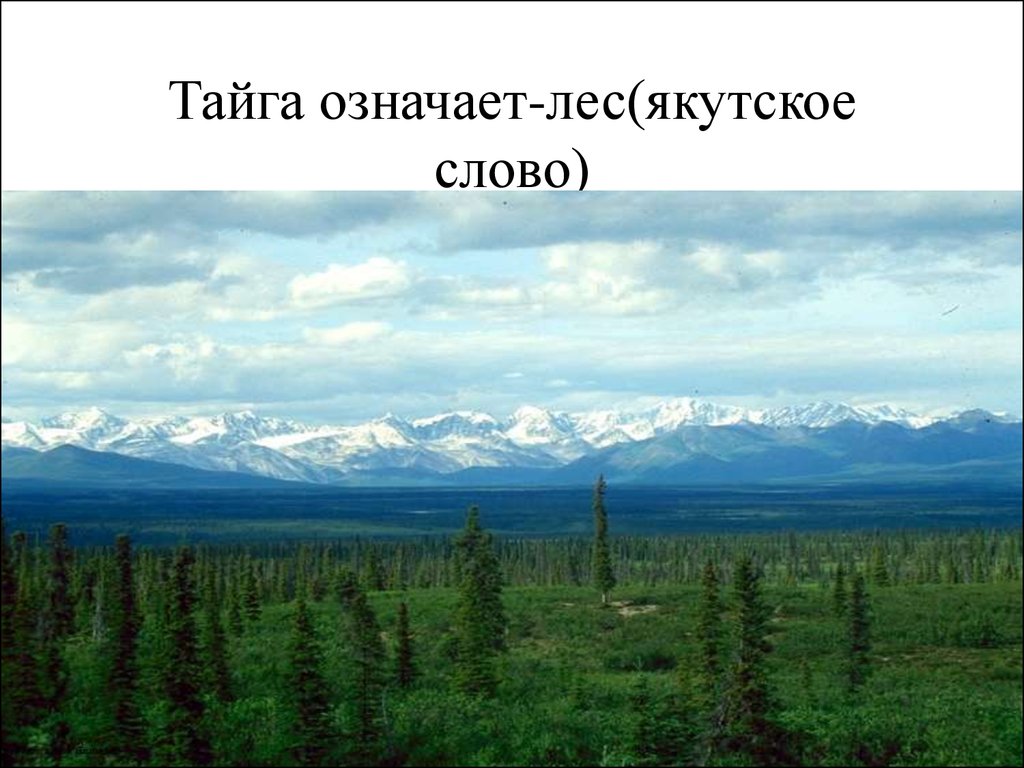 Тайга означает-лес(якутское слово)
