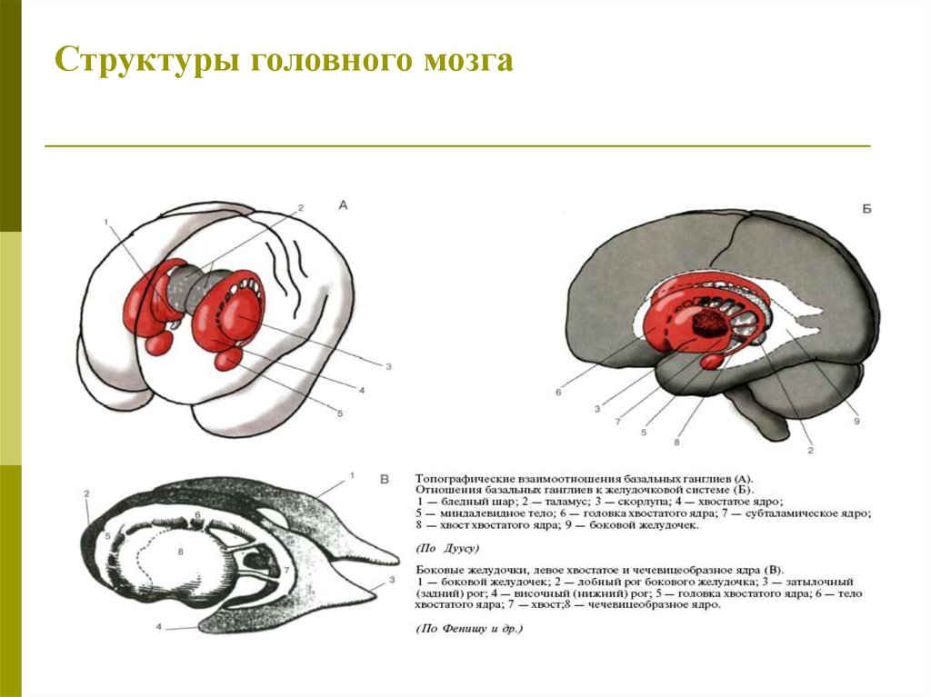 Базальные ядра головного мозга анатомия схема