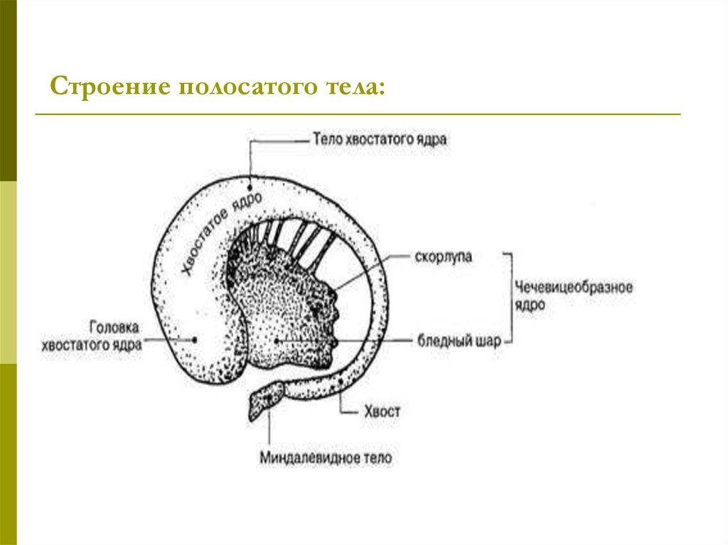 Полосатое тело мозга. Хвостатое ядро строение. Хвостатое ядро анатомия. Чечевицеобразное ядро строение. Чечевицеобразное ядро полосатое тело.