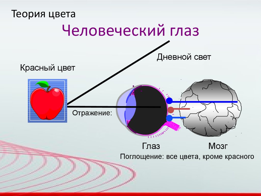 2024 02 цв теория. Теория цвета. Концепции цвета мозга.