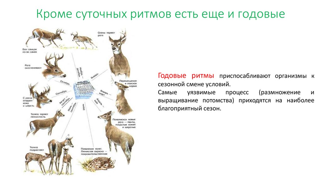 Изменения жизни животных летом 5 класс биология