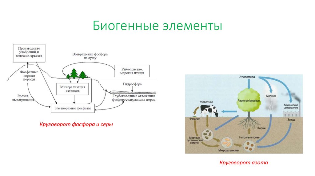 Круговорот биогенных элементов схемы